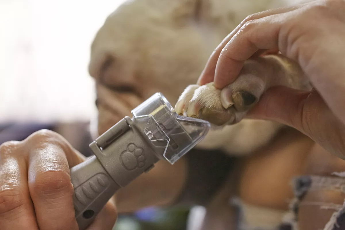 Adaptateur soins griffes d\'animaux Dremel AT02-PGK